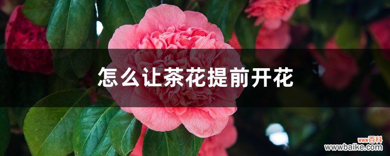 怎么让茶花提前开花，怎么延长花期