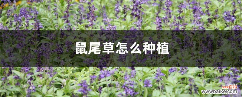 鼠尾草怎么种植，什么季节种植