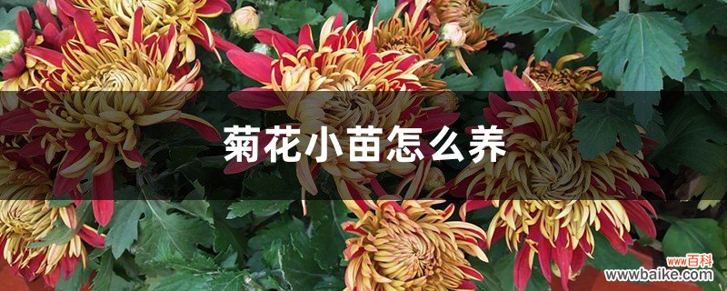 菊花小苗怎么养，什么季节种最好