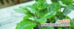 栀子花小苗怎么养，定植后怎么养护