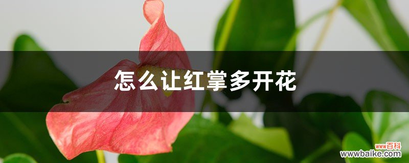 怎么让红掌多开花，开花不断