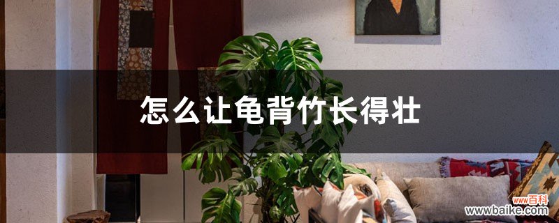 怎么让龟背竹长得壮，多长叶子