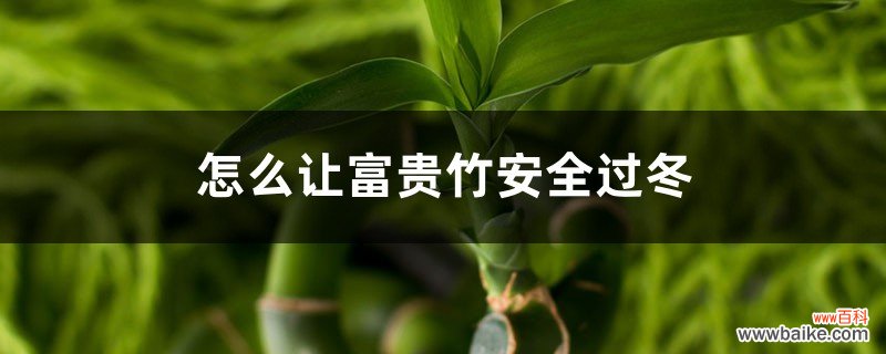 怎么让富贵竹安全过冬，冻伤了怎么办