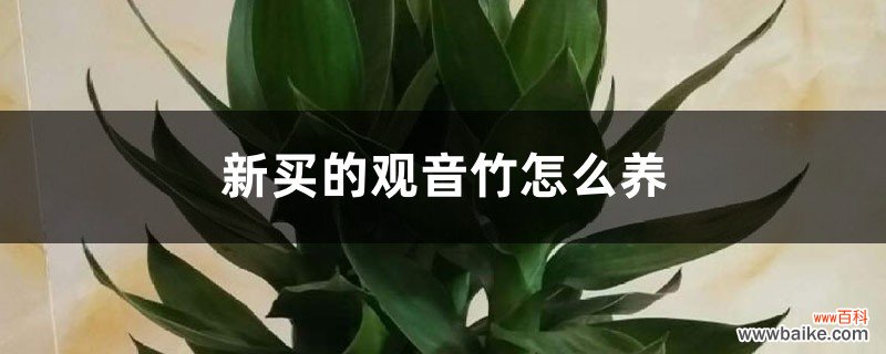 新买的观音竹怎么养