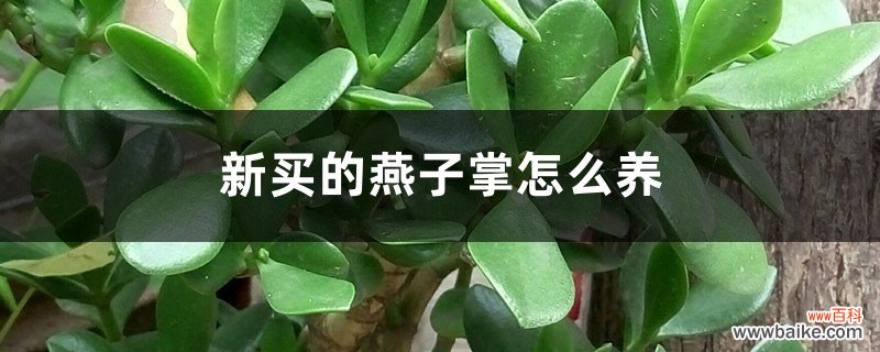 新买的燕子掌怎么养