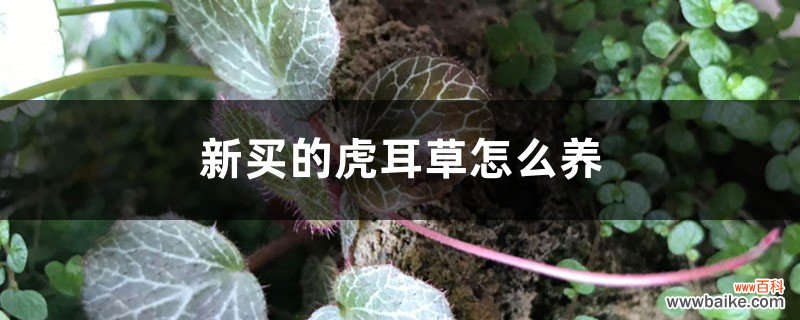 新买的虎耳草怎么养