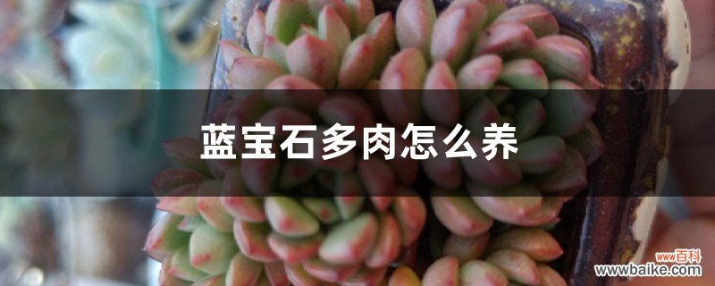 蓝宝石多肉怎么养，和红宝石有什么区别