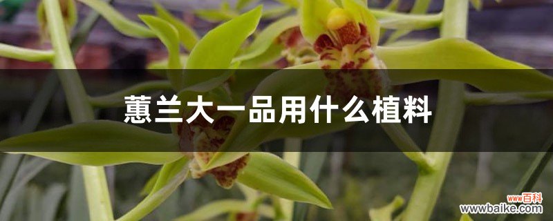 蕙兰大一品用什么植料，容易开花吗，好养吗