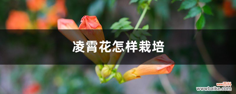 凌霄花是什么，怎样栽培