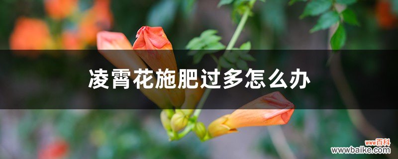 凌霄花施肥过多怎么办，什么时候施肥