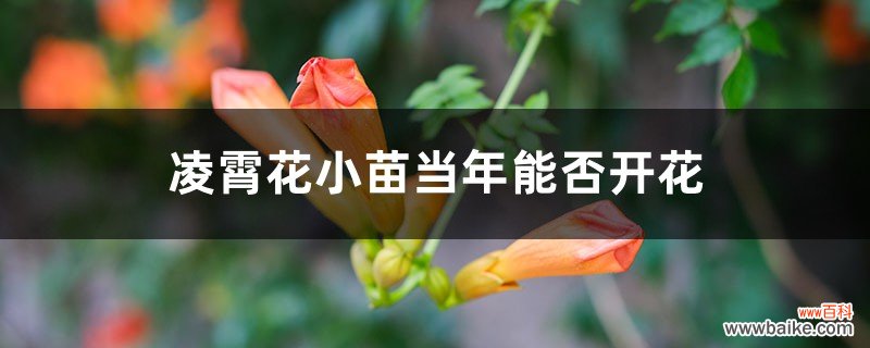 凌霄花小苗当年能否开花，小苗一年能长多大