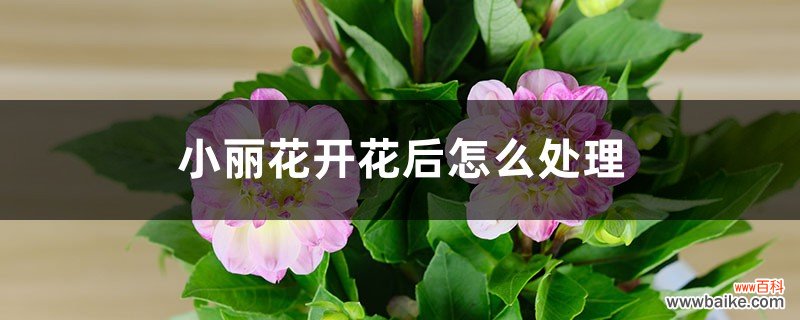 小丽花开花后怎么处理，怎么剪