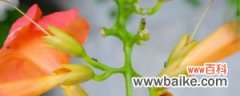 盆栽凌霄花的繁殖方法，需要每年都翻盆吗