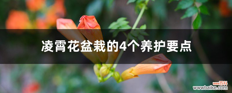 凌霄花盆栽的4个养护要点，冬天会冻死吗