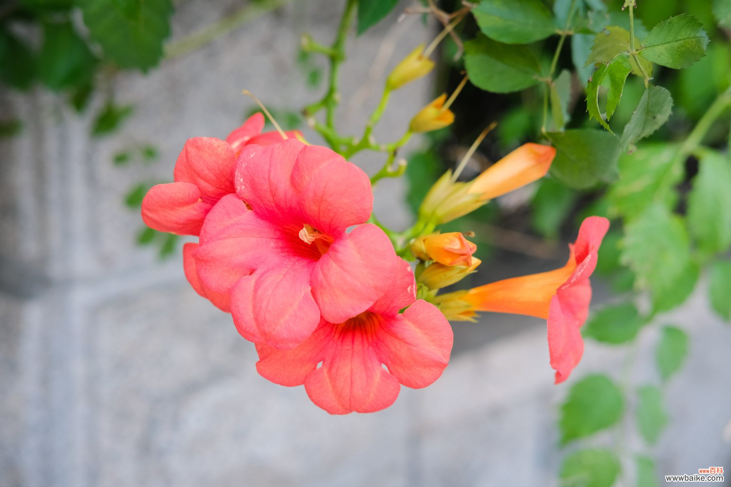 凌霄花盆栽能爬满墙吗，需要多大的盆