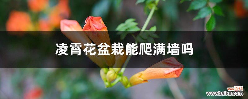 凌霄花盆栽能爬满墙吗，需要多大的盆