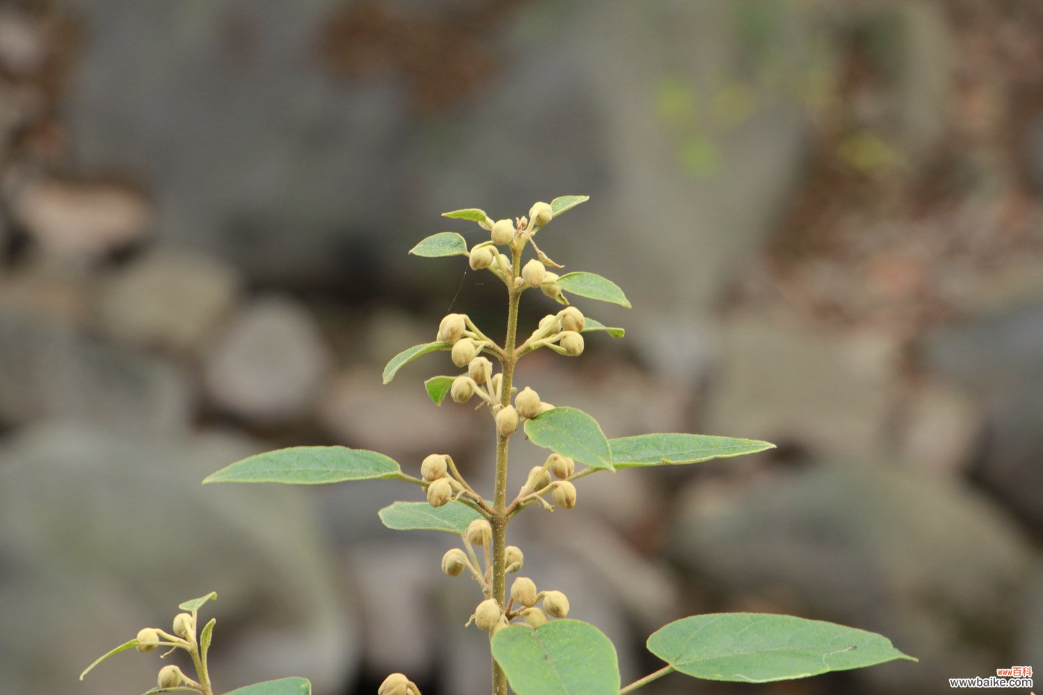 泡桐花怎么养，种植技术