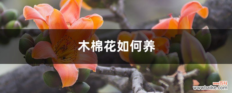 木棉花如何养，在北方可以栽植吗