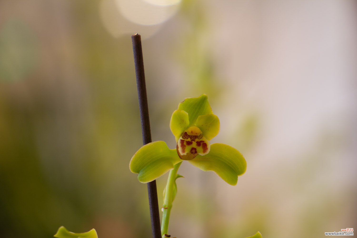 兰花开花时怎么养，开花时能移盆吗