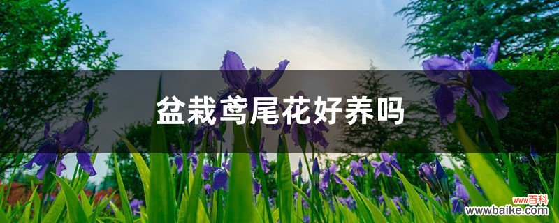 盆栽鸢尾花好养吗，怎么养护