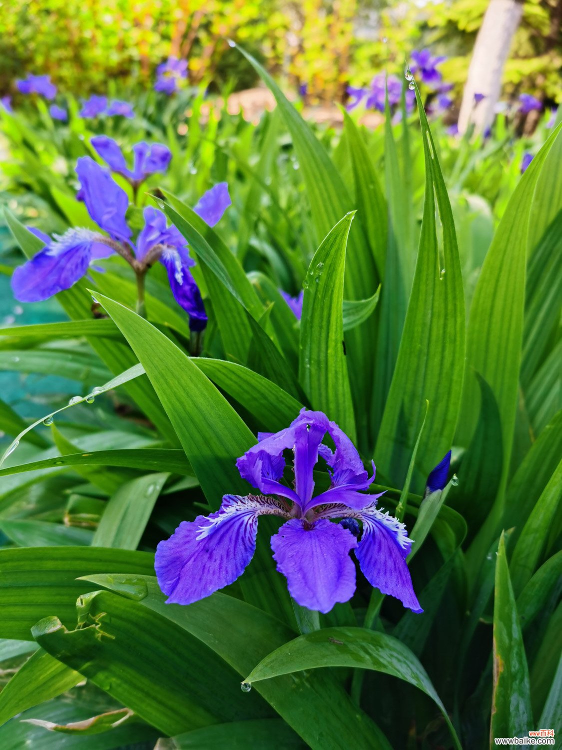 盆栽鸢尾花好养吗，怎么养护