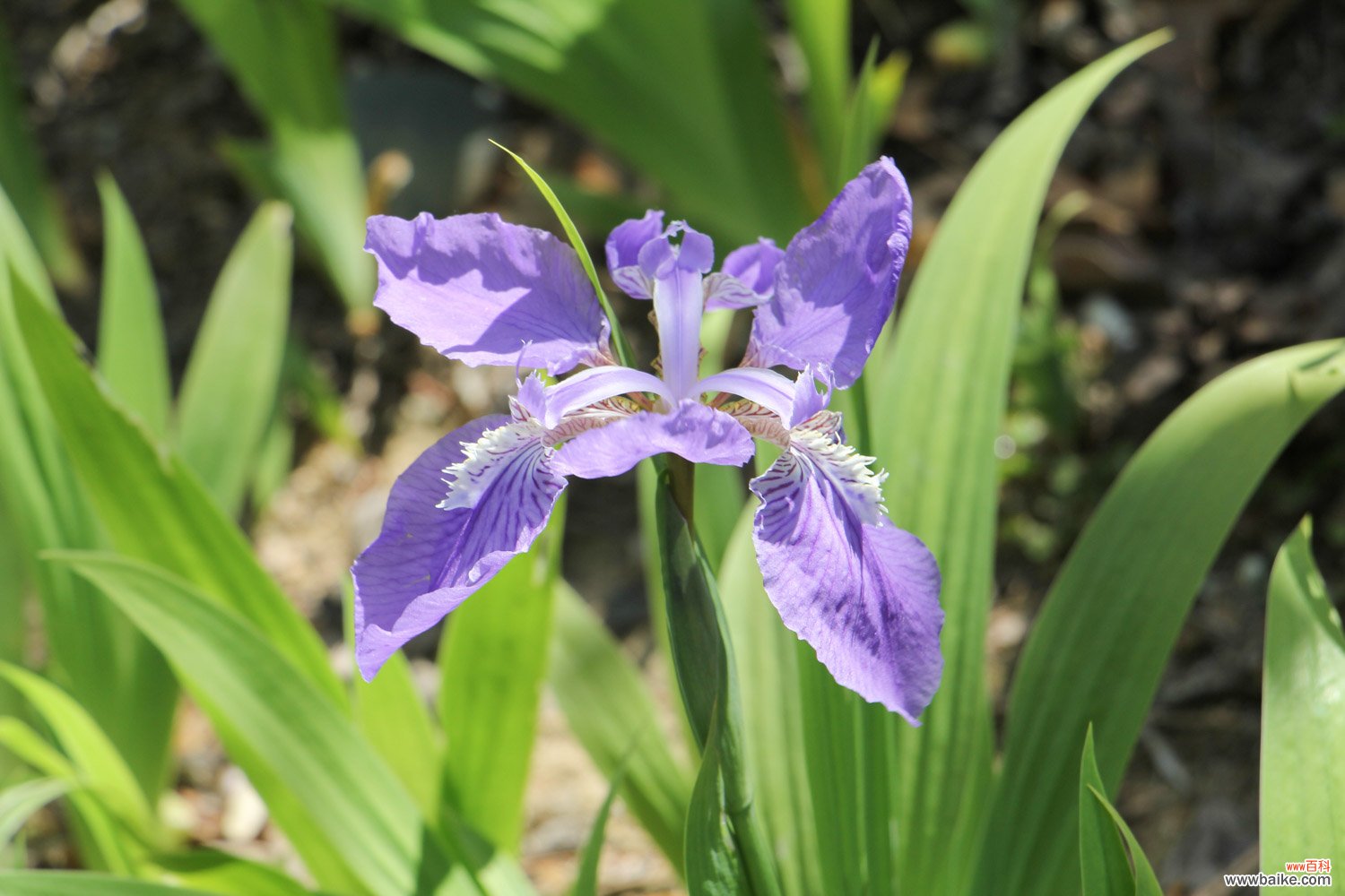 盆栽鸢尾花好养吗，怎么养护