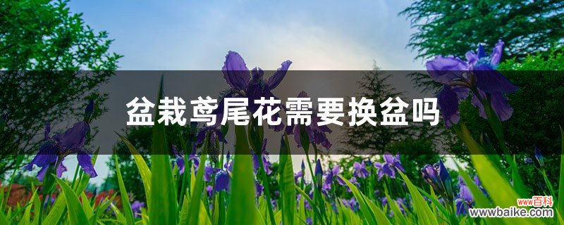 盆栽鸢尾花需要换盆吗，怎么换盆