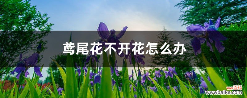 鸢尾花不开花怎么办，如何解决