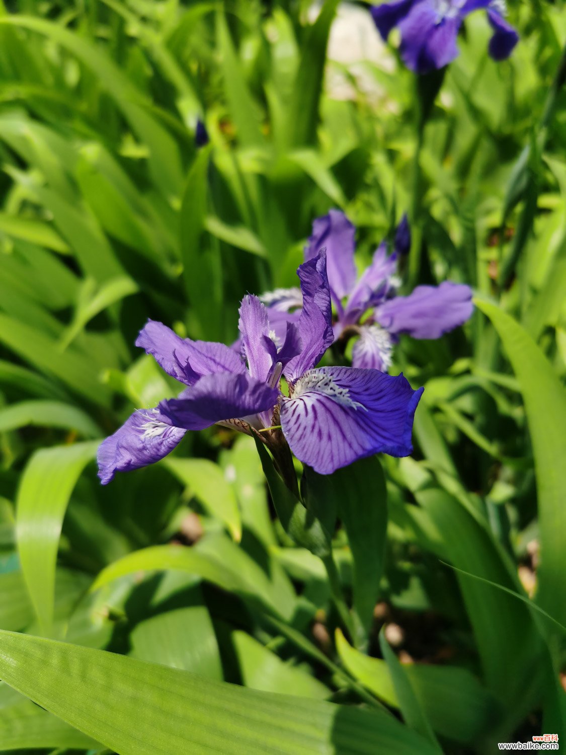 鸢尾花可以水养吗，怎么改为水培