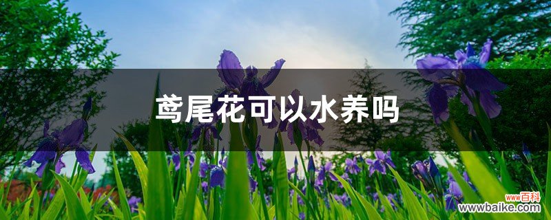 鸢尾花可以水养吗，怎么改为水培