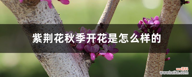 紫荆花秋季开花是怎么样的，多久施一次肥