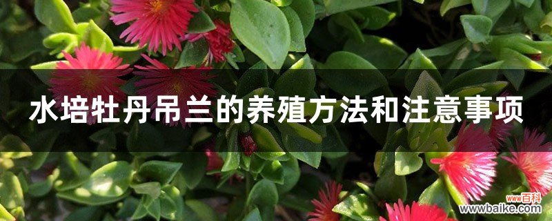 水培牡丹吊兰的养殖方法和注意事项，水培会不会开花