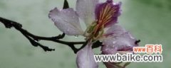 紫荆花盆栽注意什么，需要修剪吗