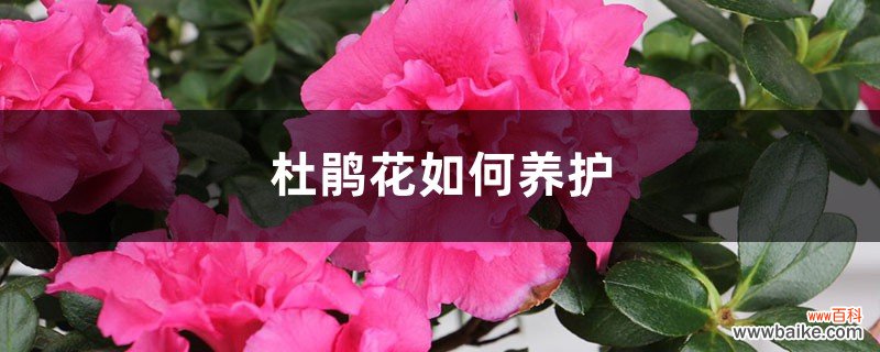 杜鹃花如何养护，提供什么土壤