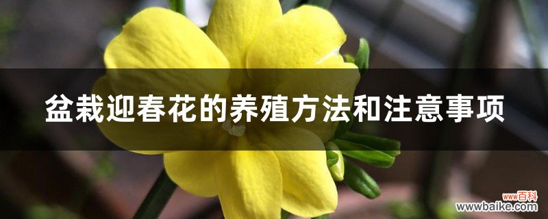 盆栽迎春花的养殖方法和注意事项，如何繁殖