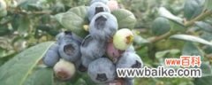 蓝莓种植技术，种植气候要求