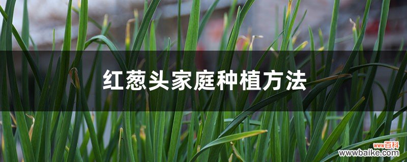 红葱头家庭种植方法，种植全过程