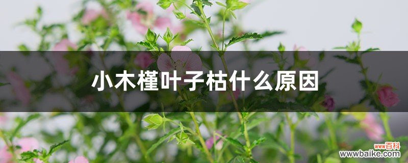 小木槿叶子枯什么原因，冬天落叶吗