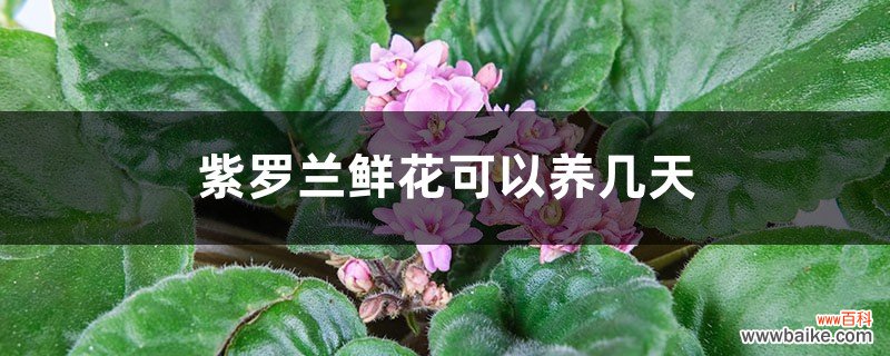 紫罗兰鲜花可以养几天，怎么养