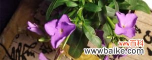紫罗兰鲜花可以养几天，怎么养