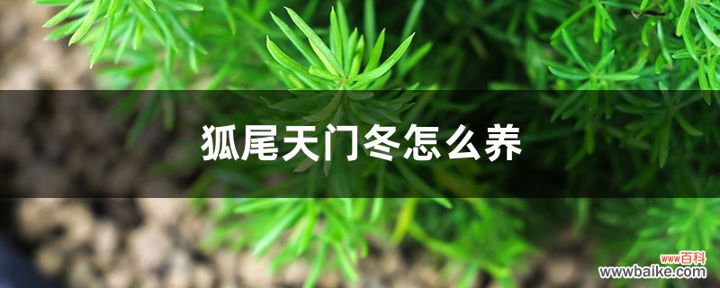 狐尾天门冬怎么养，养护知识