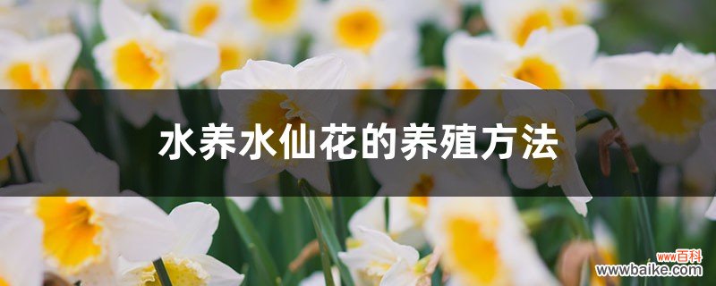 水养水仙花的养殖方法，多久换一次水