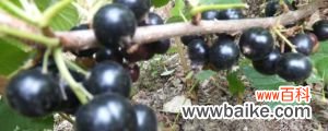 黑加仑葡萄树苗长啥样，栽培技术