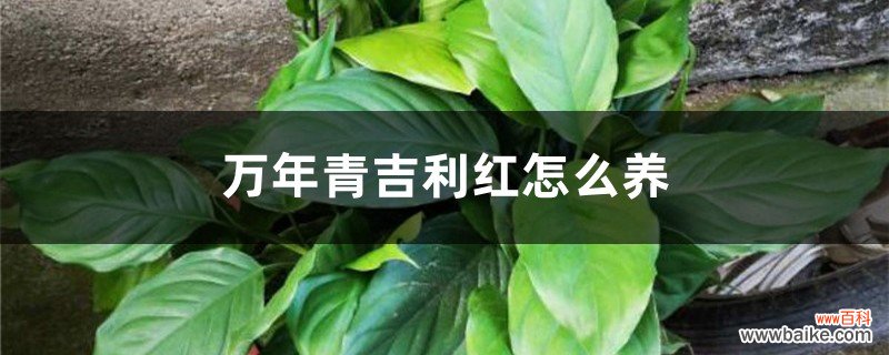 万年青吉利红怎么养，会开花吗