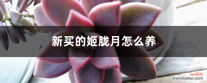 新买的姬胧月怎么养