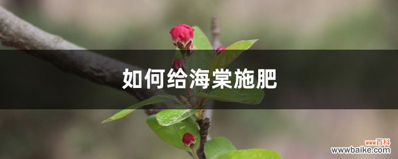 海棠施肥方法，用什么肥好