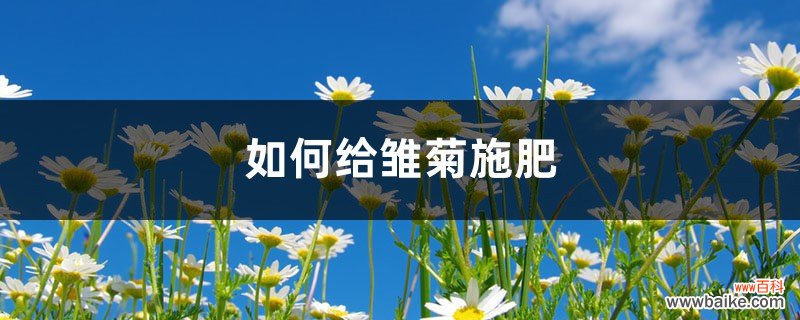 雏菊施肥方法，用什么肥好