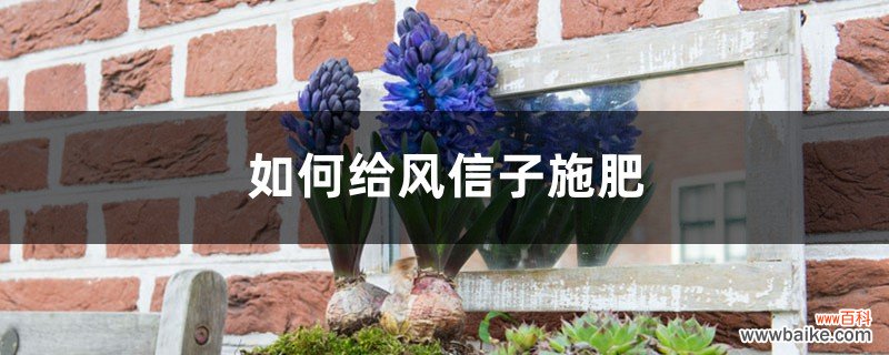 风信子施肥方法，用什么肥好