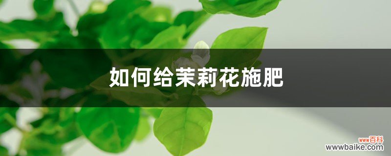 茉莉花施肥方法，用什么肥好