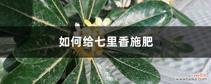 七里香施肥方法，用什么肥好